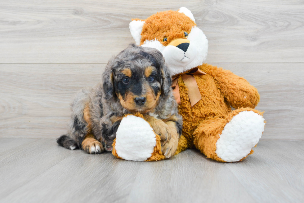 Mini Bernedoodle Puppy for Adoption