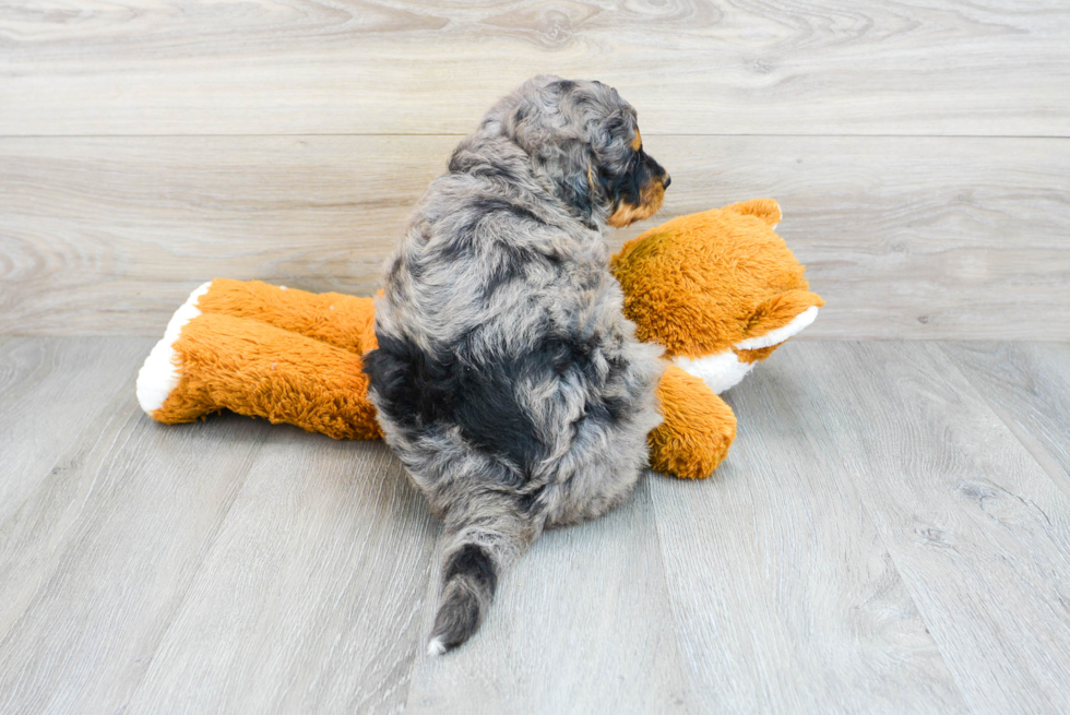 Mini Bernedoodle Pup Being Cute