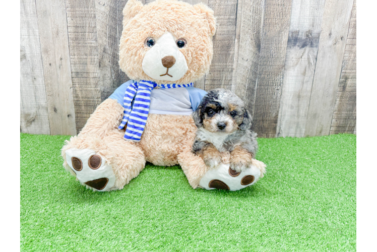 Best Mini Bernedoodle Baby