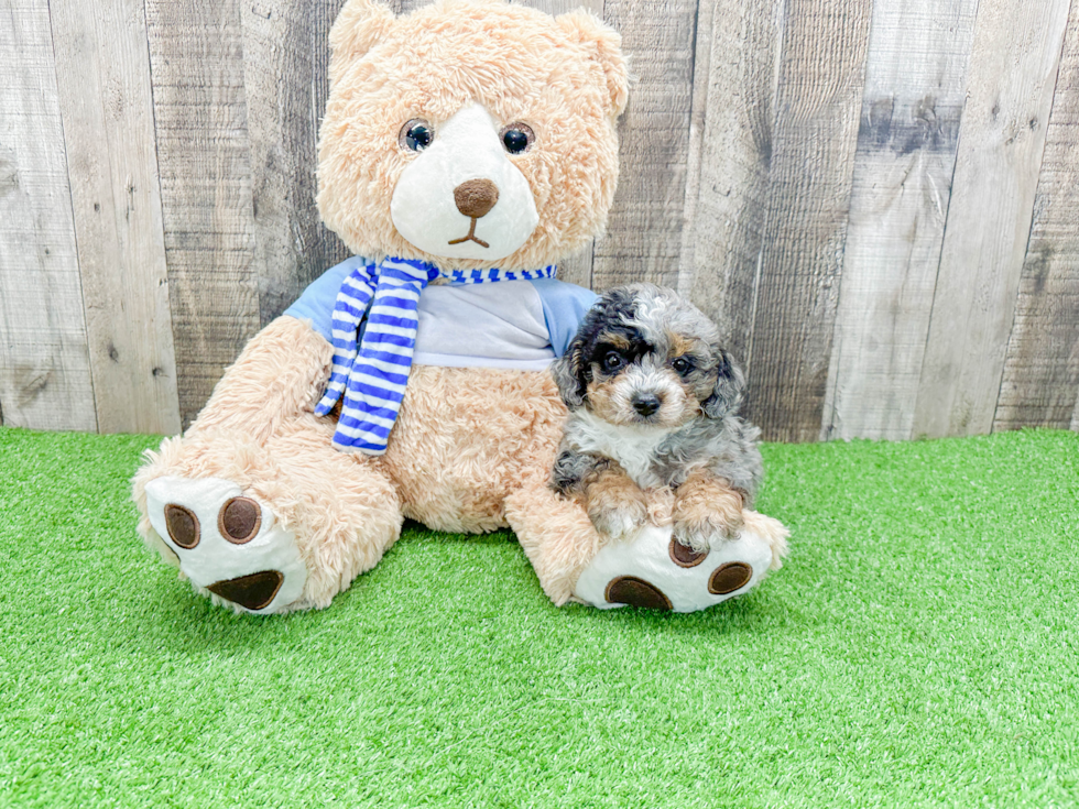 Best Mini Bernedoodle Baby