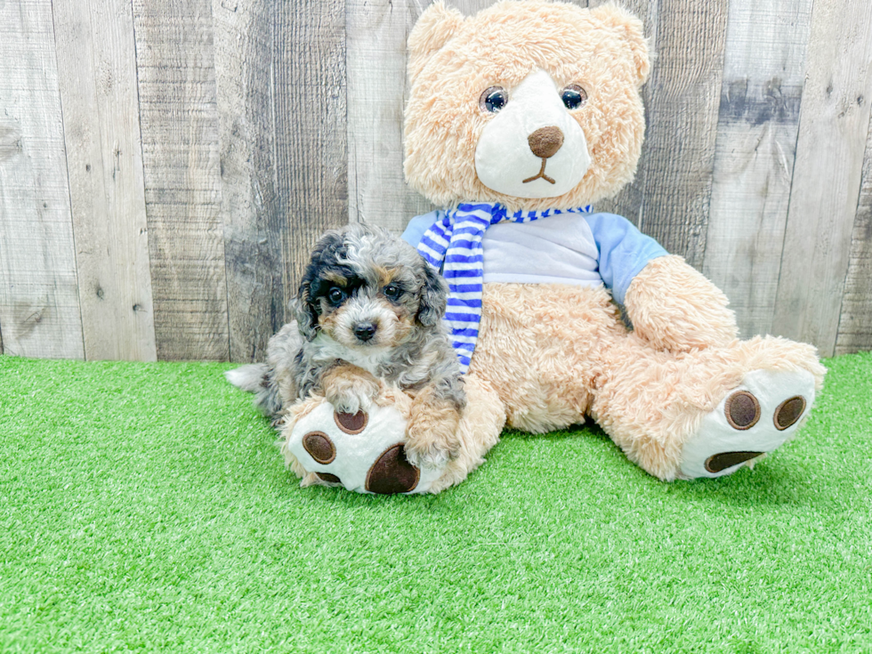 Fluffy Mini Bernedoodle Poodle Mix Pup