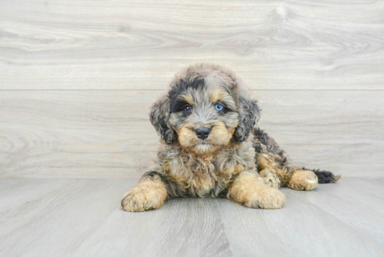 Energetic Bernadoodle Poodle Mix Puppy