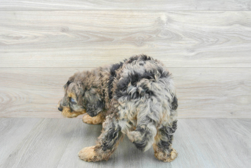 Mini Bernedoodle Puppy for Adoption