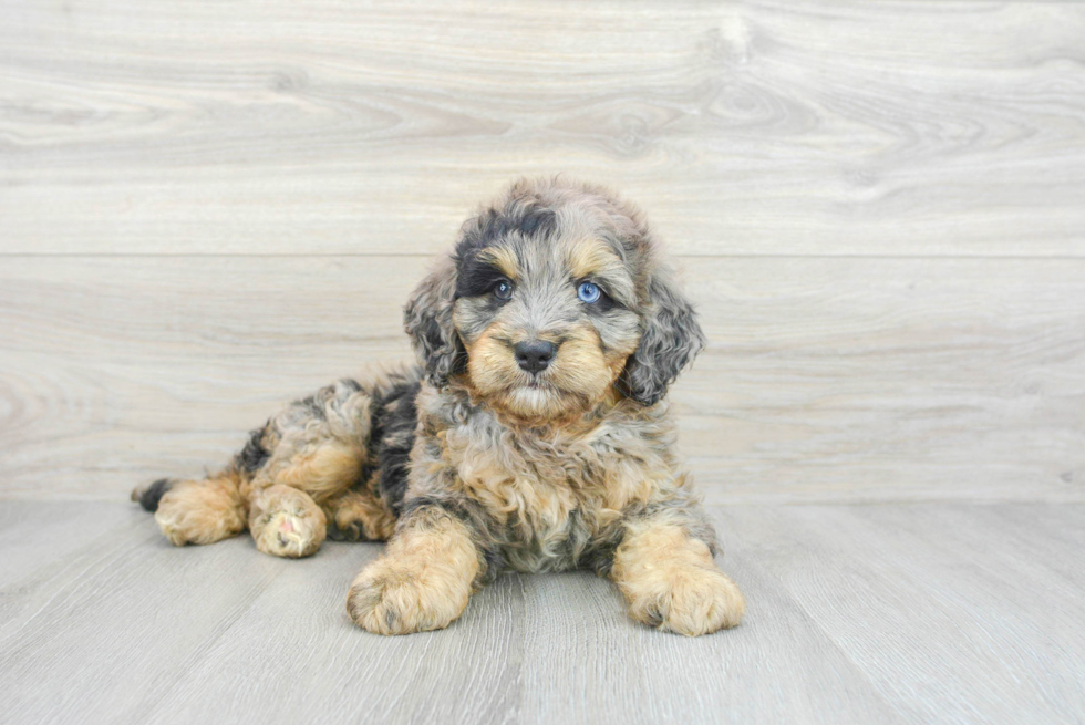 Sweet Mini Bernedoodle Baby