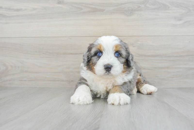 Meet Smores - our Mini Bernedoodle Puppy Photo 1/3 - Premier Pups