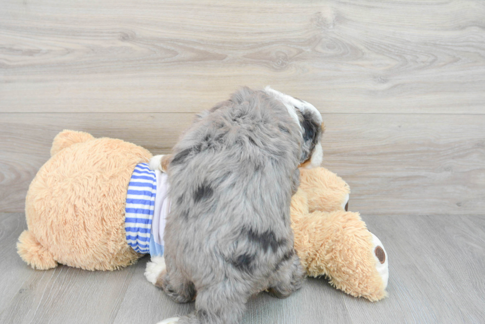 Mini Bernedoodle Pup Being Cute