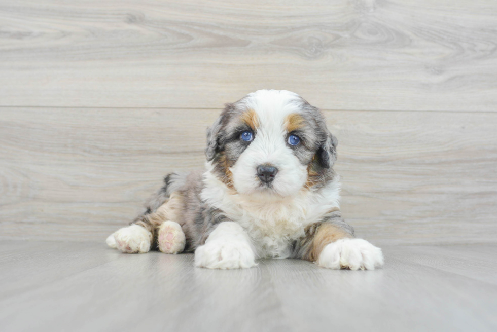 Best Mini Bernedoodle Baby