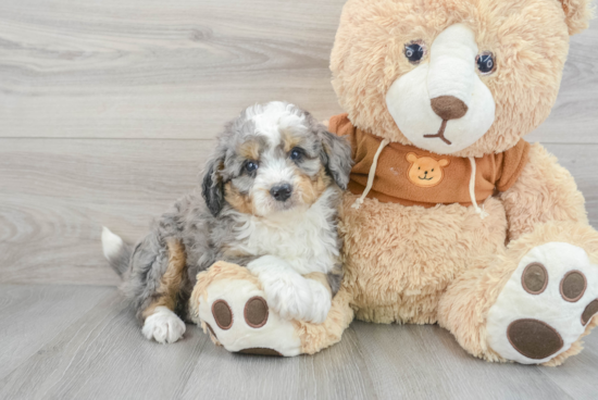 Happy Mini Bernedoodle Baby