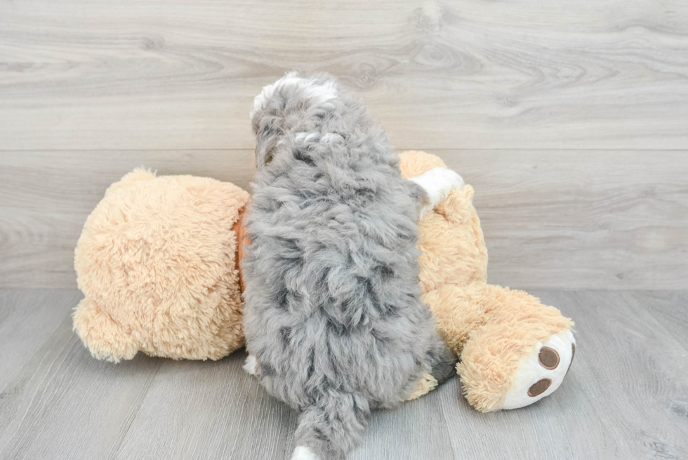 Friendly Mini Bernedoodle Baby