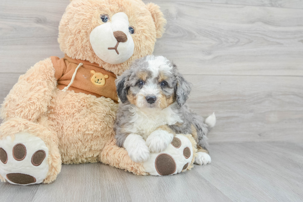 Popular Mini Bernedoodle Poodle Mix Pup