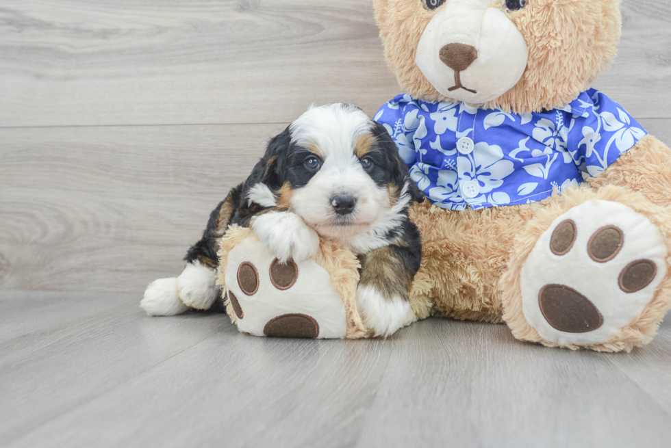 Adorable Mini Berniedoodle Poodle Mix Puppy