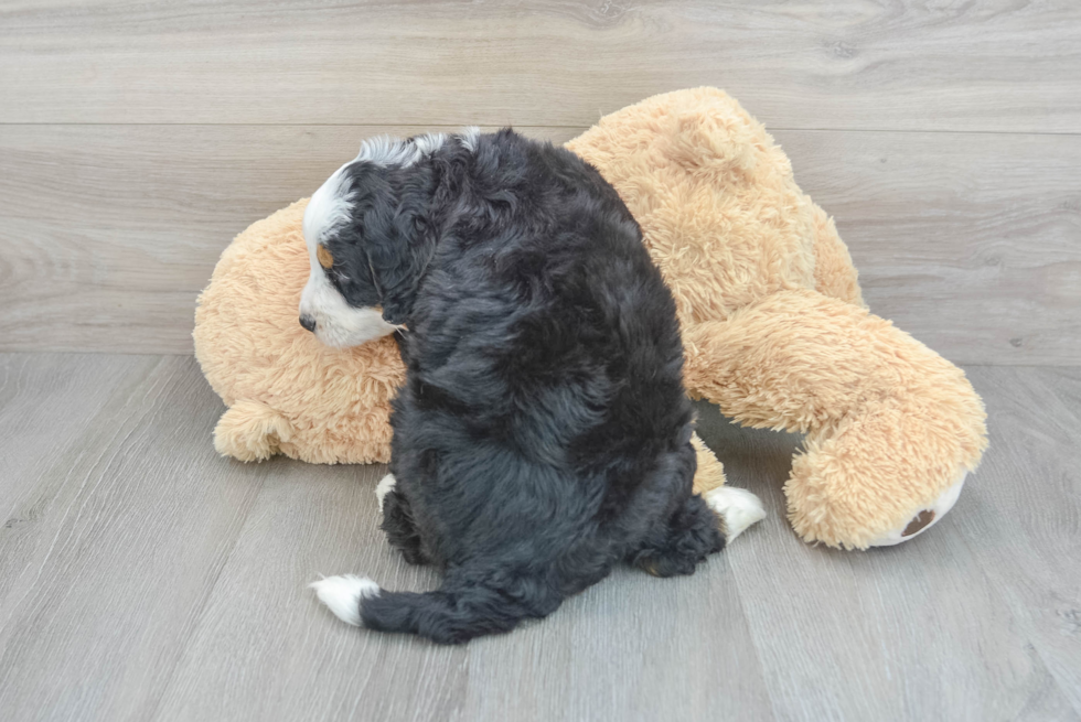 Little Mini Berniedoodle Poodle Mix Puppy