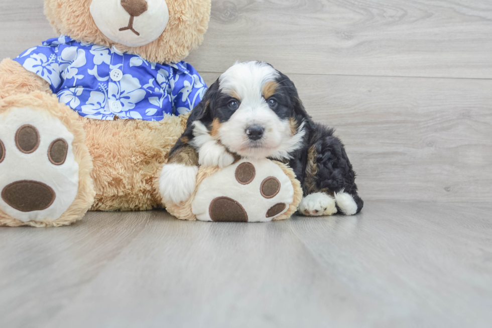 Mini Bernedoodle Pup Being Cute