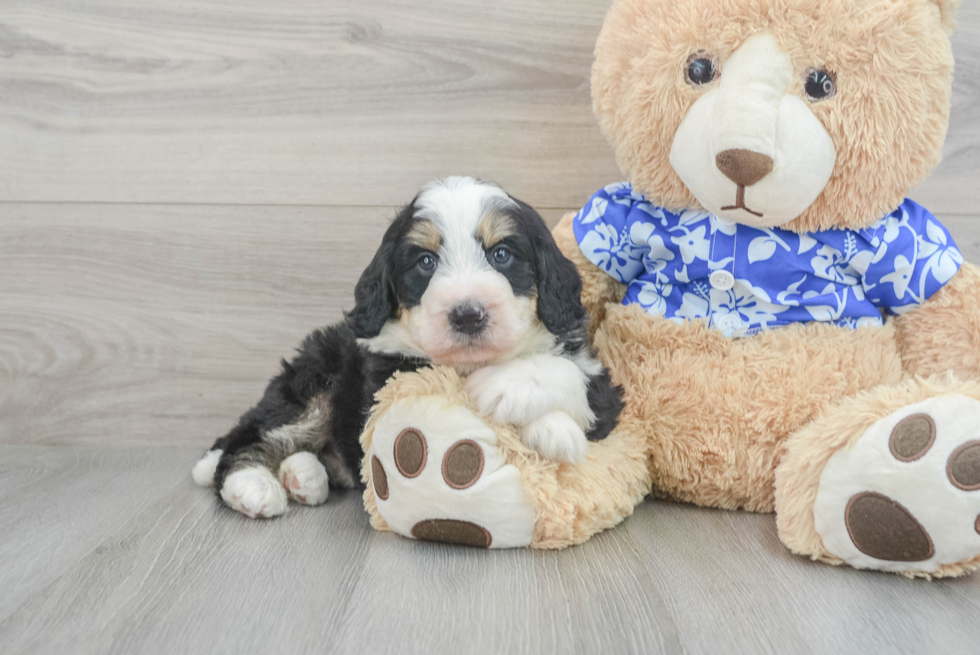 Popular Mini Bernedoodle Poodle Mix Pup