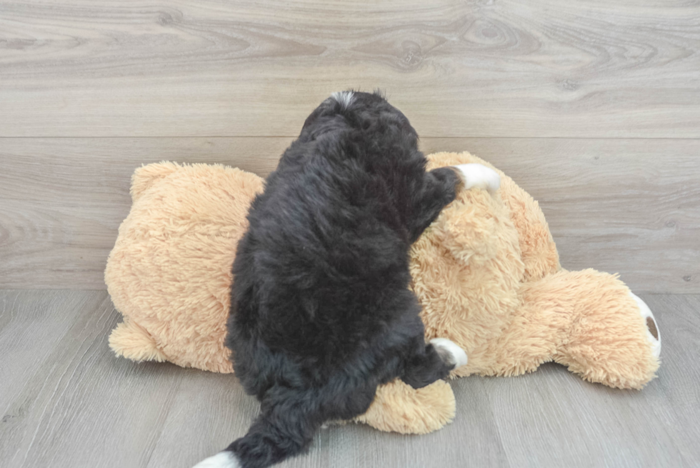 Mini Bernedoodle Pup Being Cute