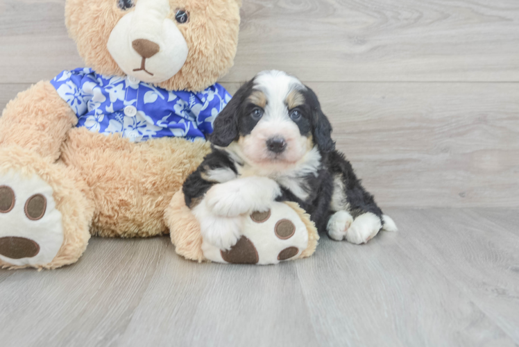 Mini Bernedoodle Puppy for Adoption