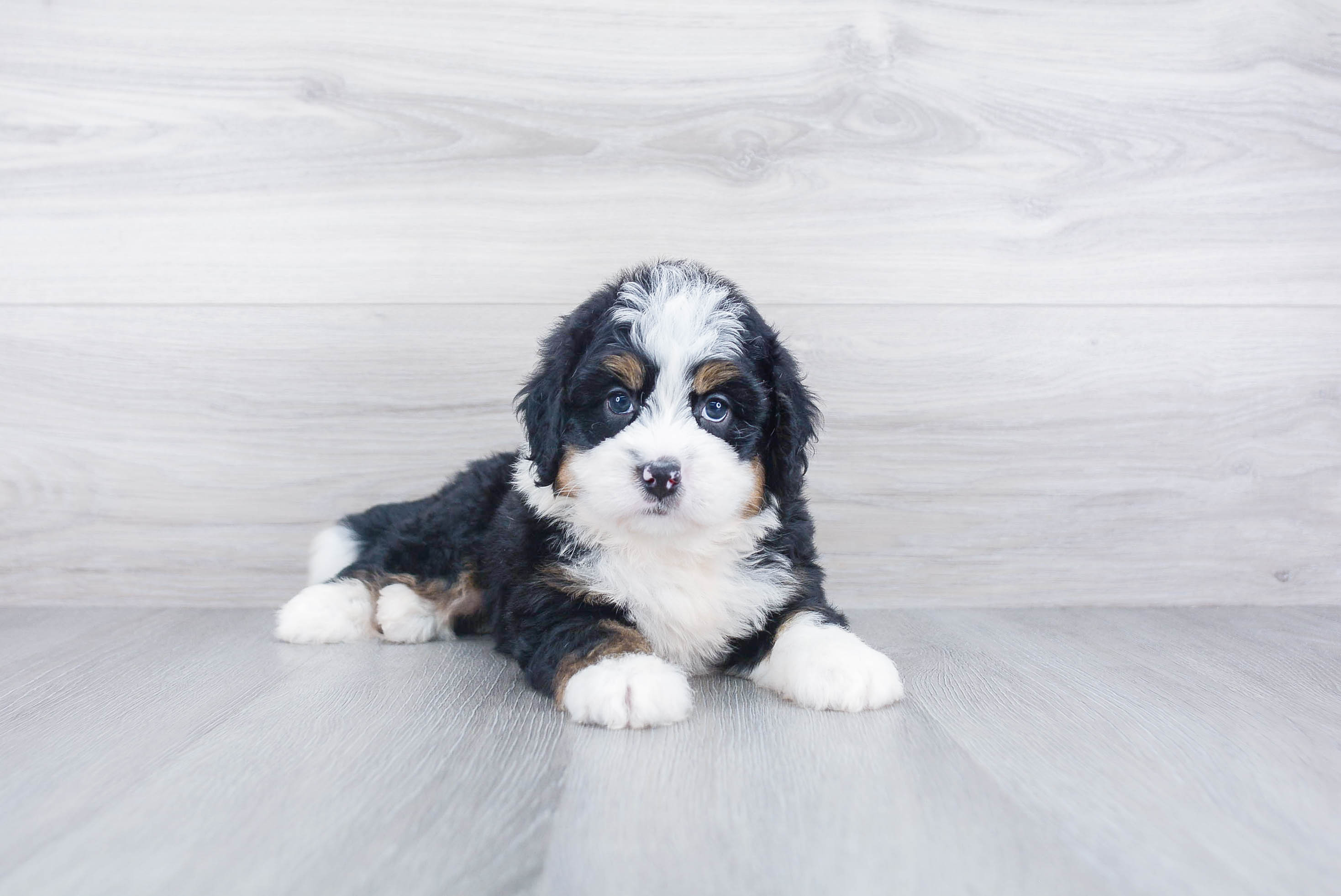 Mini Bernedoodle Puppy for Adoption
