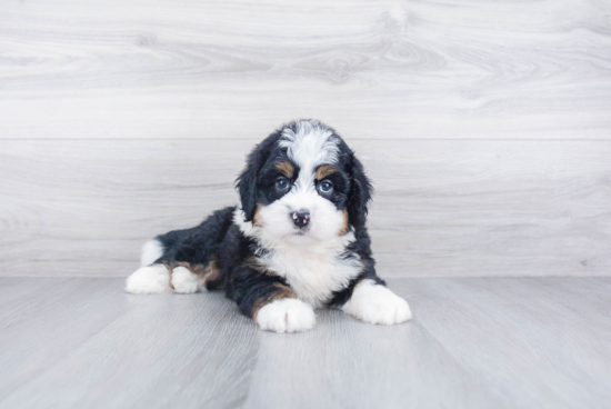 Mini Bernedoodle Puppy for Adoption