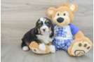 Mini Bernedoodle Puppy for Adoption