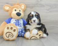 8 week old Mini Bernedoodle Puppy For Sale - Premier Pups