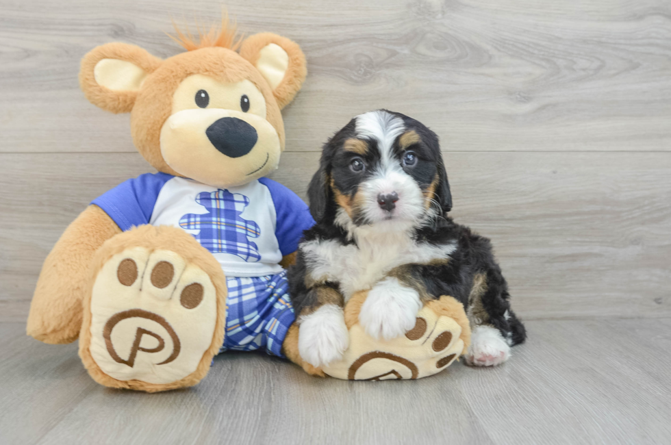 6 week old Mini Bernedoodle Puppy For Sale - Premier Pups