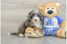 Friendly Mini Bernedoodle Baby