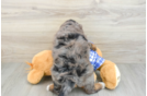 Mini Bernedoodle Pup Being Cute