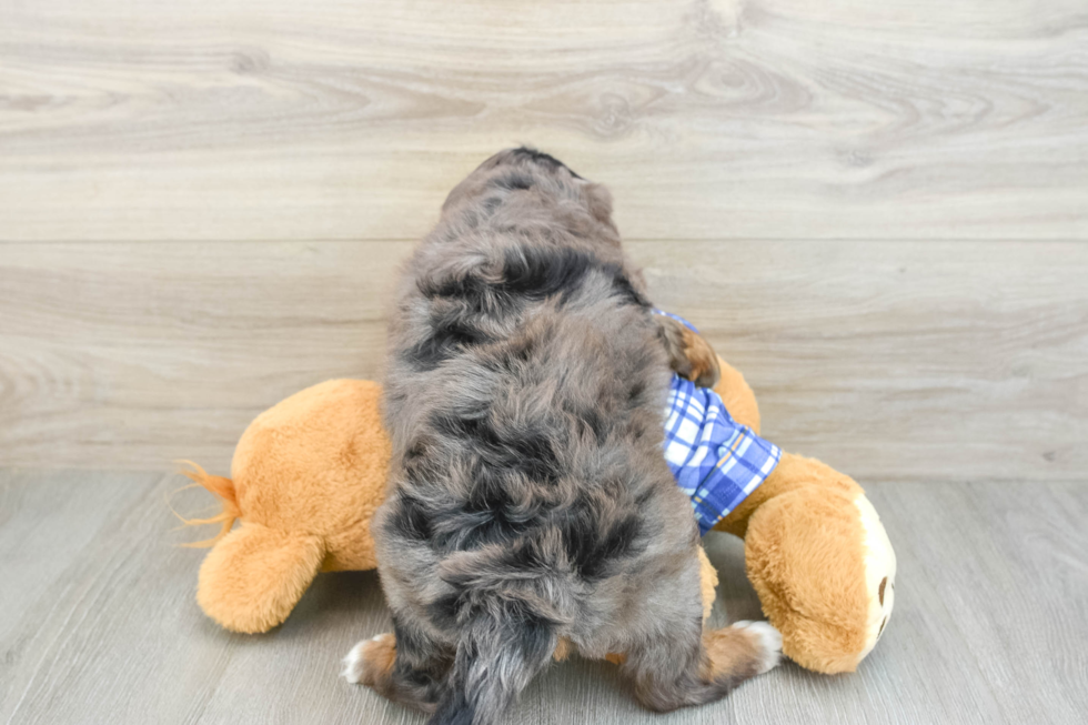 Mini Bernedoodle Pup Being Cute