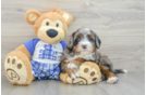 Funny Mini Bernedoodle Poodle Mix Pup