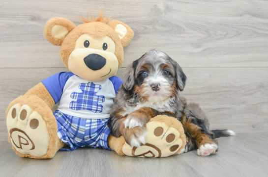 Funny Mini Bernedoodle Poodle Mix Pup