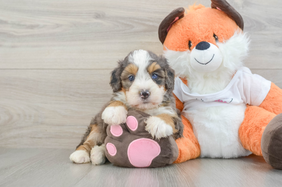 6 week old Mini Bernedoodle Puppy For Sale - Premier Pups