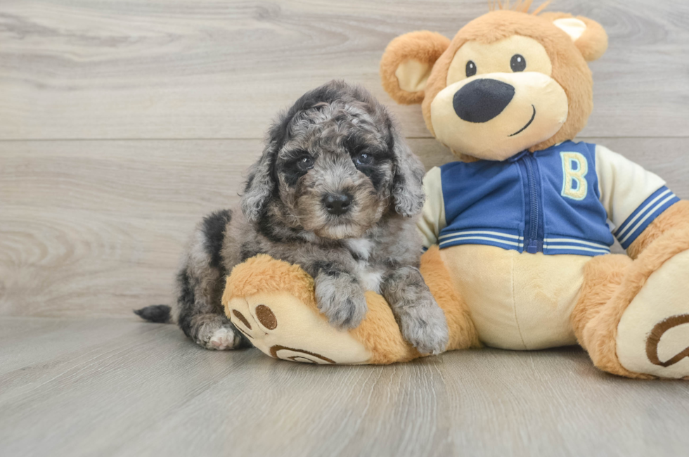 5 week old Mini Bernedoodle Puppy For Sale - Premier Pups