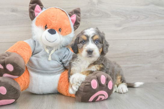 Best Mini Bernedoodle Baby