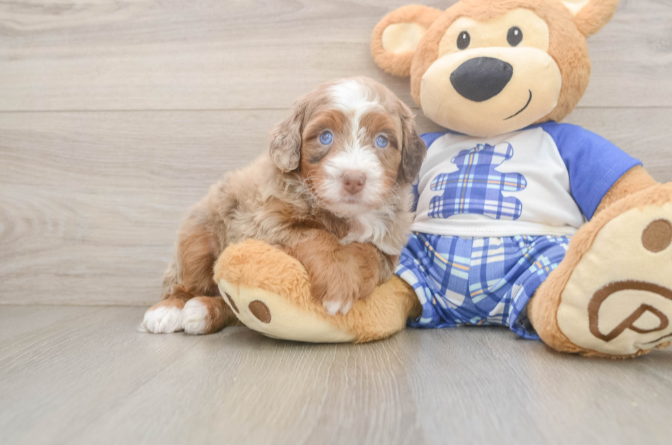5 week old Mini Bernedoodle Puppy For Sale - Premier Pups