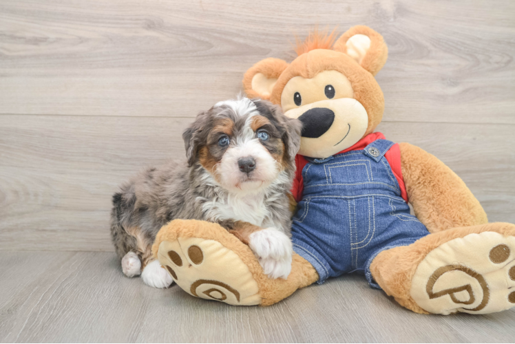 Small Mini Bernedoodle Baby