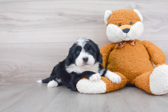 Popular Mini Bernedoodle Poodle Mix Pup