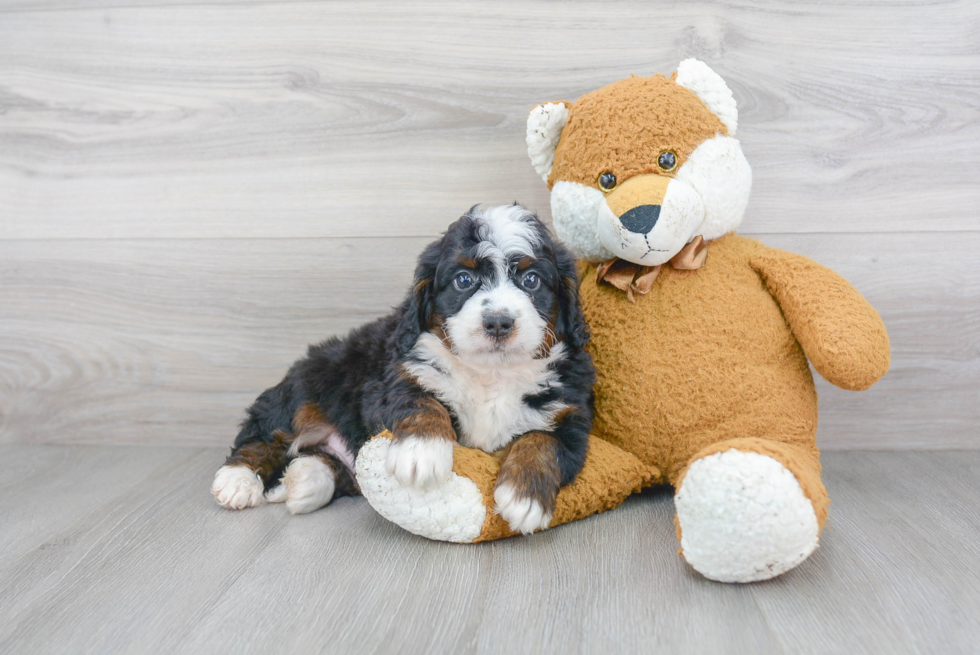 Popular Mini Bernedoodle Poodle Mix Pup