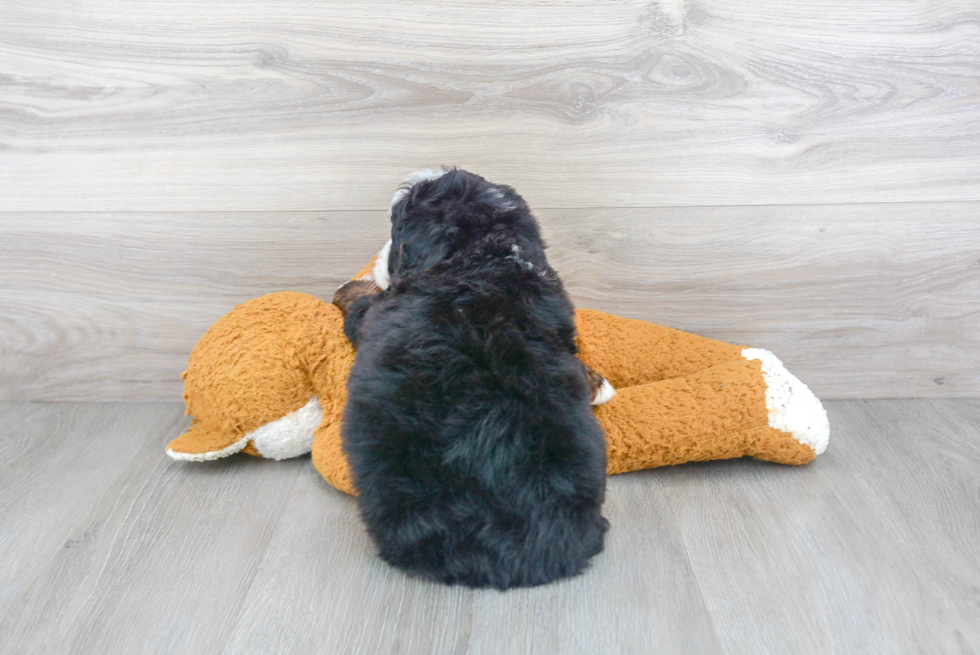 Friendly Mini Bernedoodle Baby