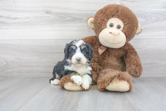 Mini Bernedoodle Pup Being Cute