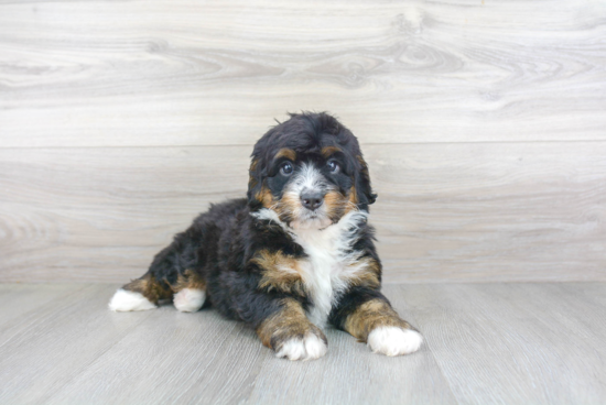 Best Mini Bernedoodle Baby