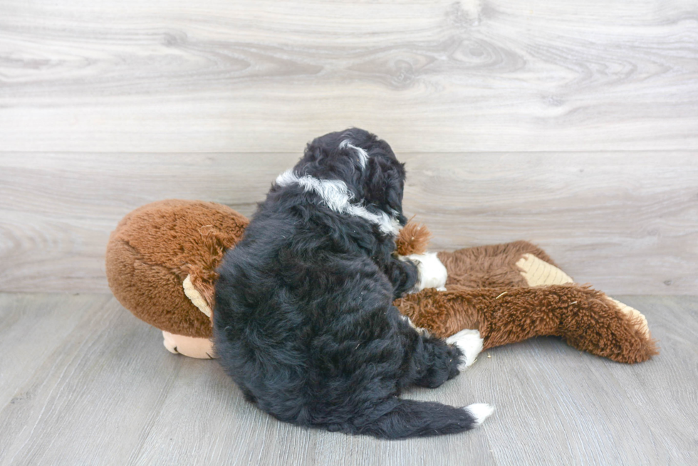 Friendly Mini Bernedoodle Baby