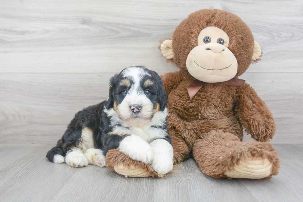 Mini Bernedoodle Puppy for Adoption