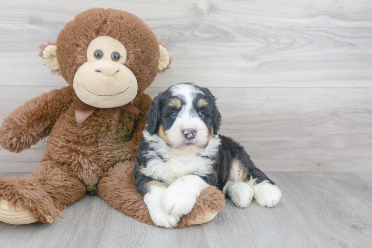 Petite Mini Bernedoodle Poodle Mix Pup