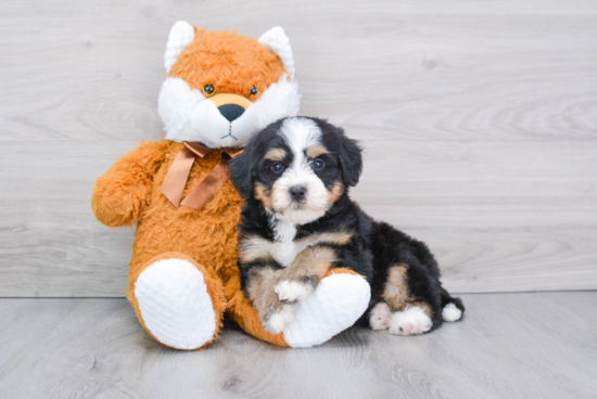 Best Mini Bernedoodle Baby