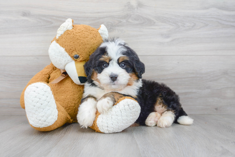 Best Mini Bernedoodle Baby