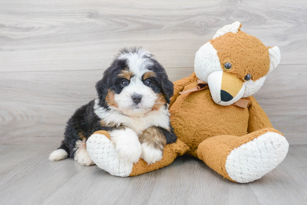 Little Bernadoodle Poodle Mix Puppy