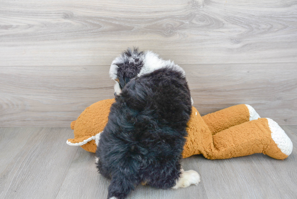 Mini Bernedoodle Puppy for Adoption