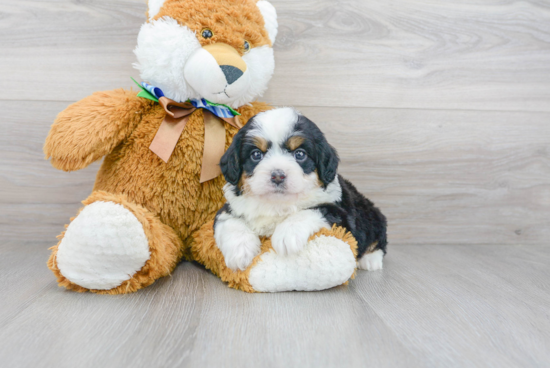 Mini Bernedoodle Pup Being Cute