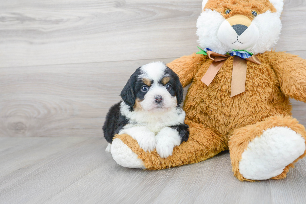 Happy Mini Bernedoodle Baby