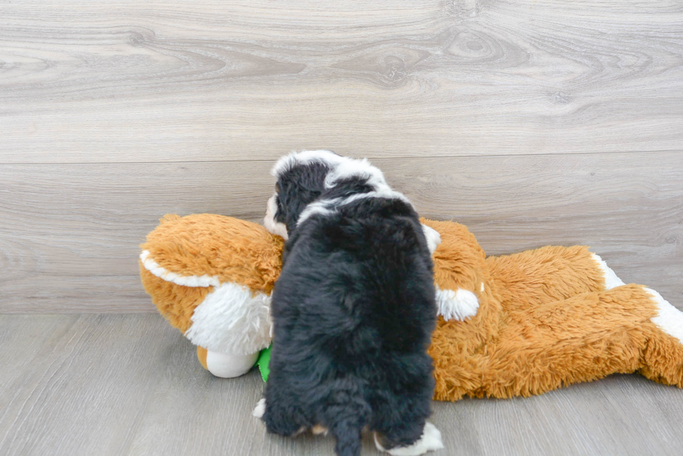 Mini Bernedoodle Pup Being Cute